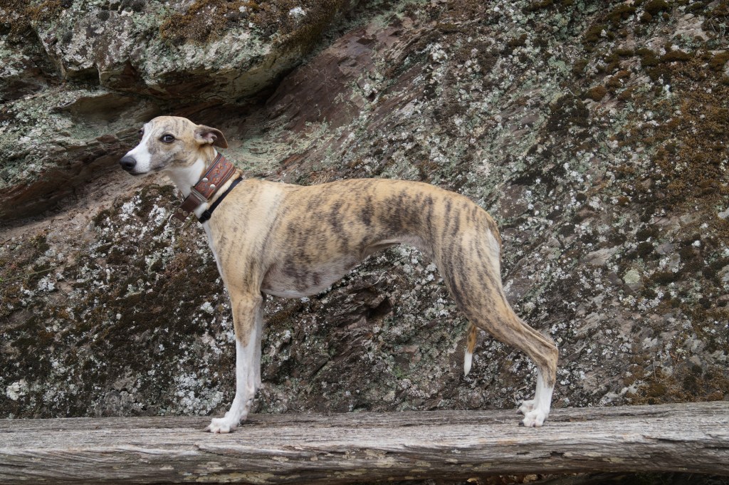 Deze afbeelding heeft een leeg alt-atribuut; de bestandsnaam is dsc02984.jpg